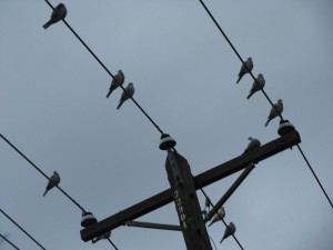 Pidgons1